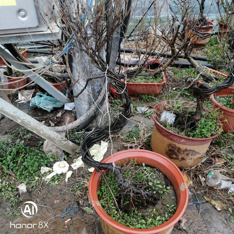 黄金雀梅南雀黄金雀锦鸡牙却没提根盆栽造型盆景