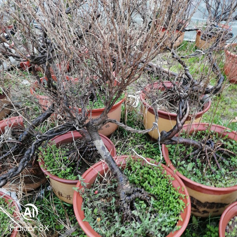 黄金雀梅南雀黄金雀锦鸡牙却没提根盆栽造型盆景