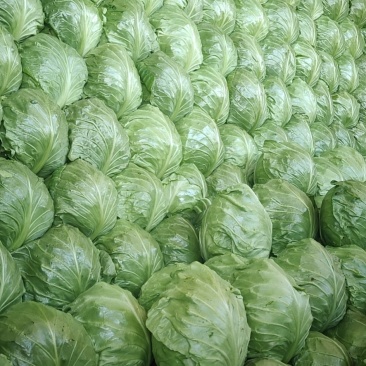 精品甘兰大量上市