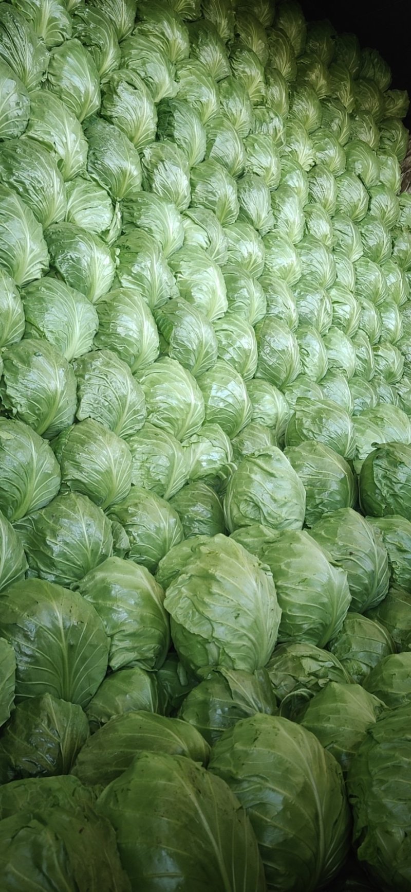 精品甘兰大量上市