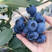 蓝莓苗抗寒蓝莓L25蓝莓苗东北户外自然过冬