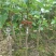 大十桑树苗60~80cm