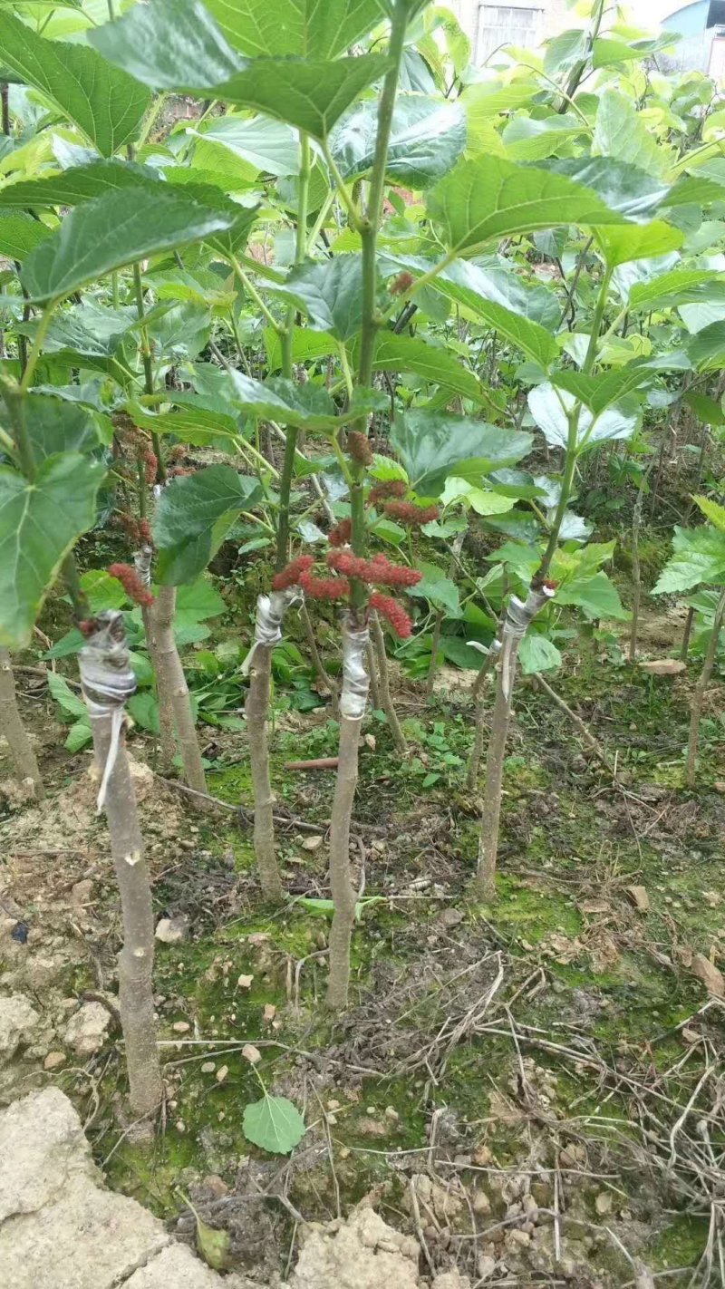 大十桑树苗60~80cm