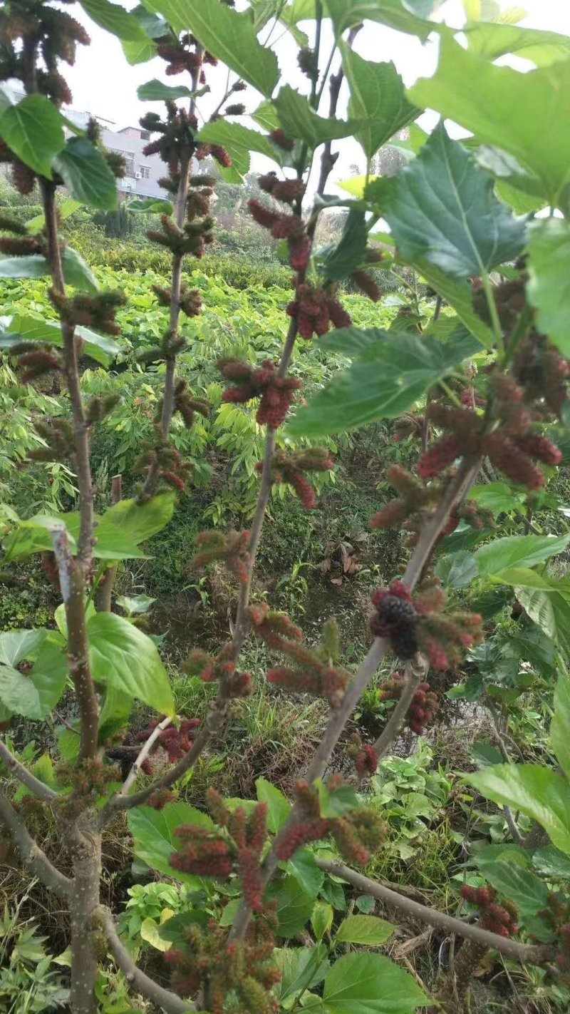 大十桑树苗60~80cm