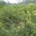 黄花槐树黄花槐树苗大量有货基地直供
