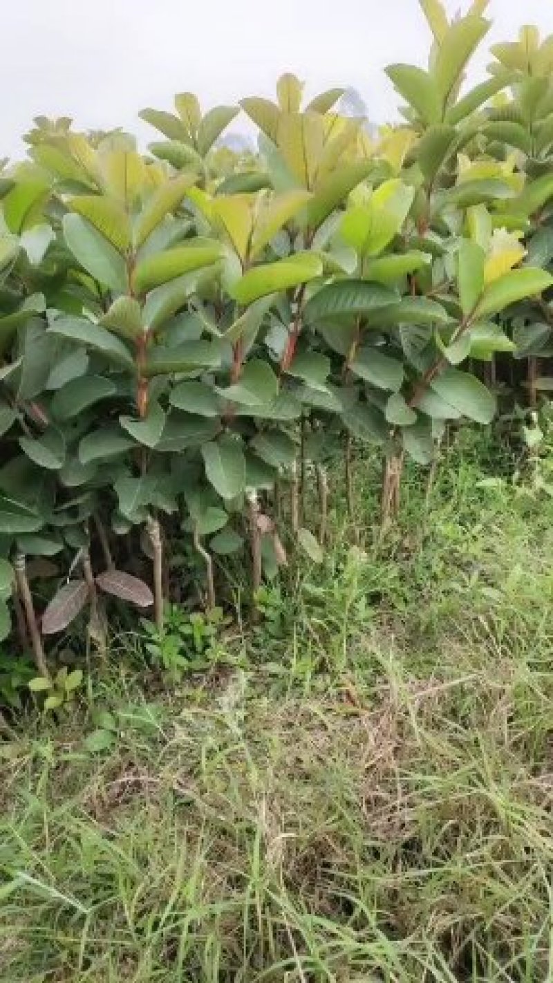 番石榴苗30~50cm