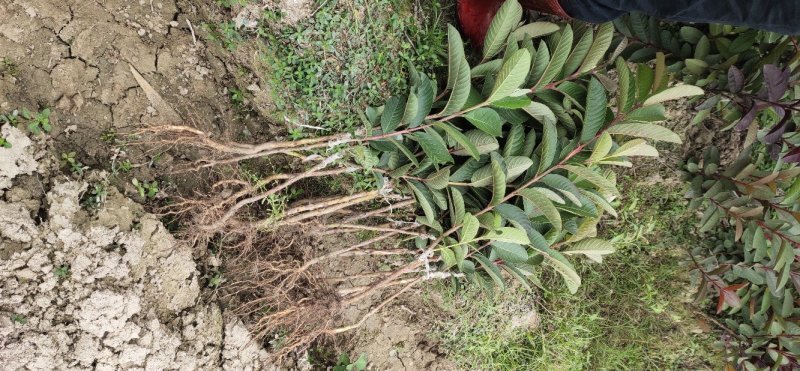 番石榴苗30~50cm