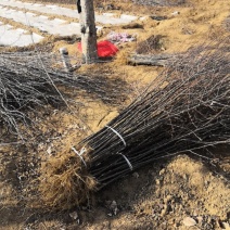 大花椒苗基地大红袍花椒苗，狮子头九叶青无刺花椒苗
