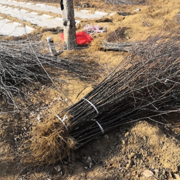大花椒苗基地大红袍花椒苗，狮子头九叶青无刺花椒苗