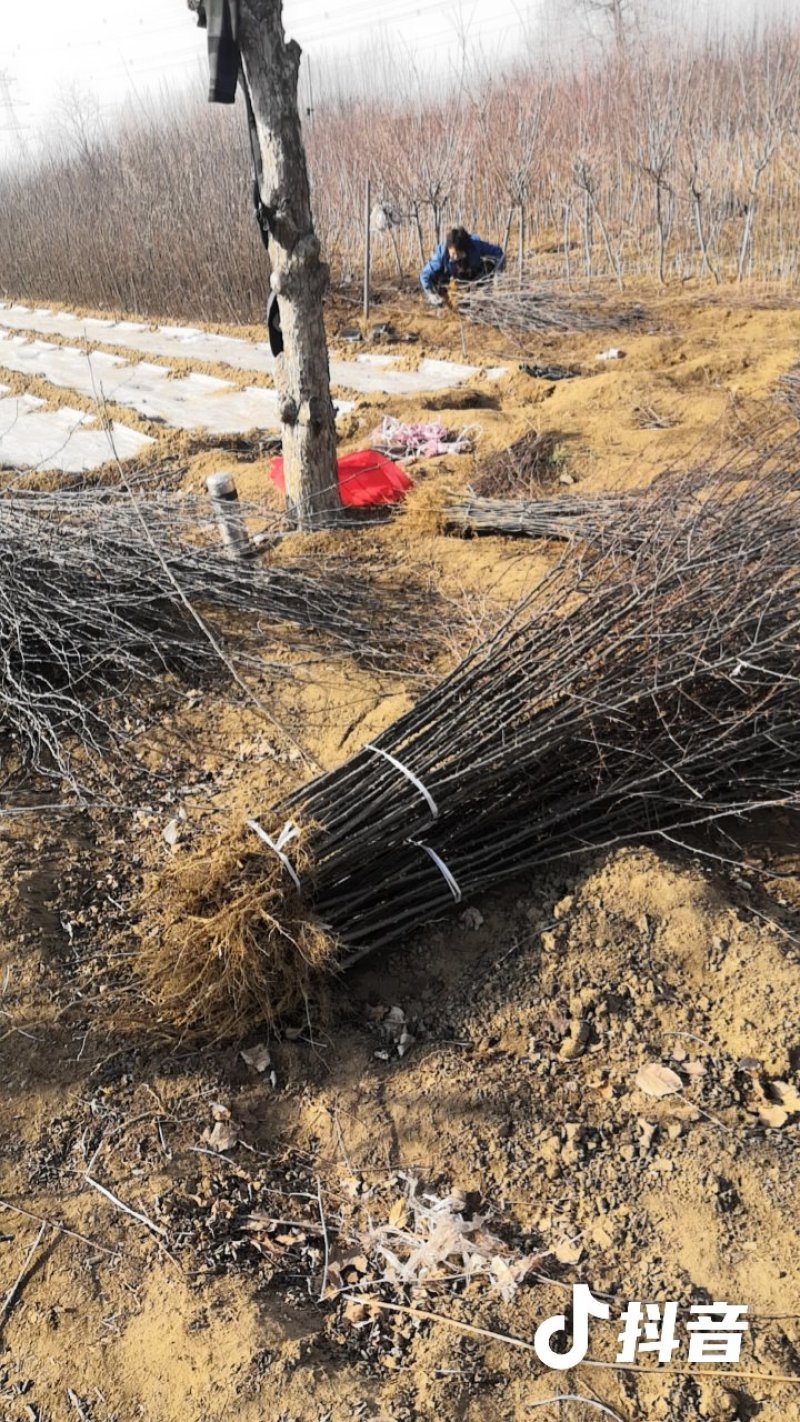 大花椒苗基地大红袍花椒苗，狮子头九叶青无刺花椒苗