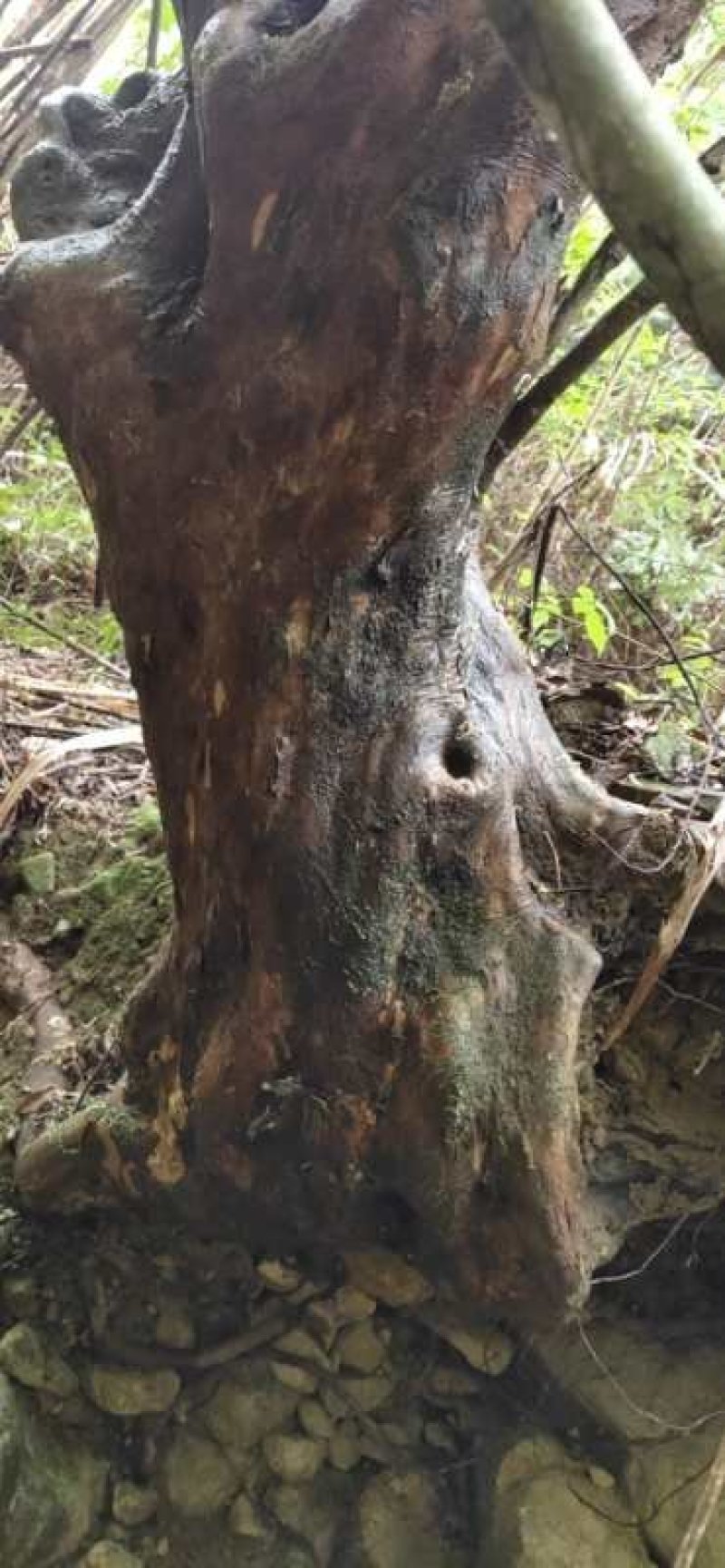 白花继木山上野生产品