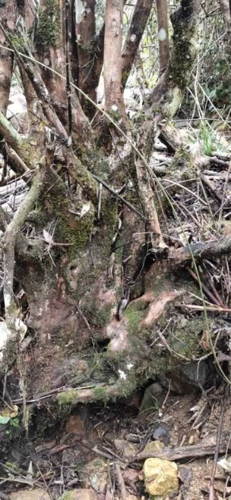 白花继木山上野生产品