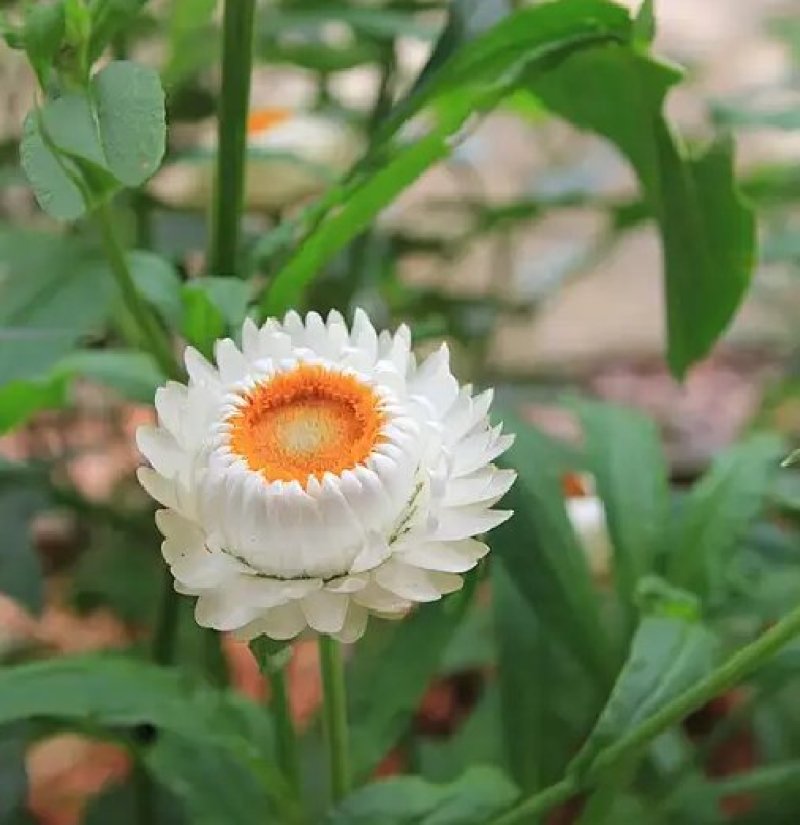 麦秆菊种子四季播菊花种子春季种蜡菊阳台庭院盆栽观赏花卉易