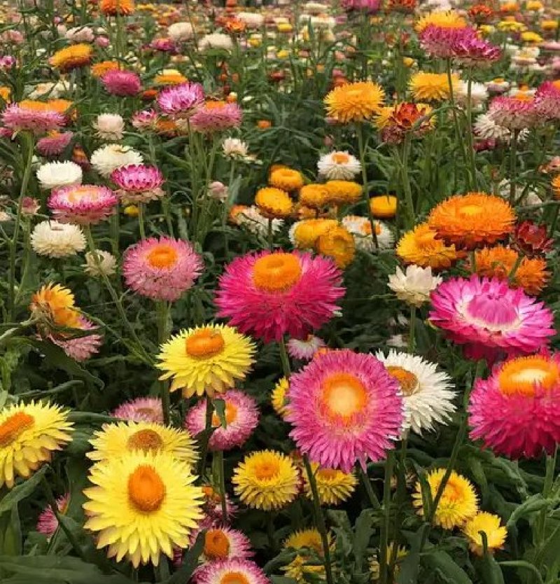 麦秆菊种子四季播菊花种子春季种蜡菊阳台庭院盆栽观赏花卉易