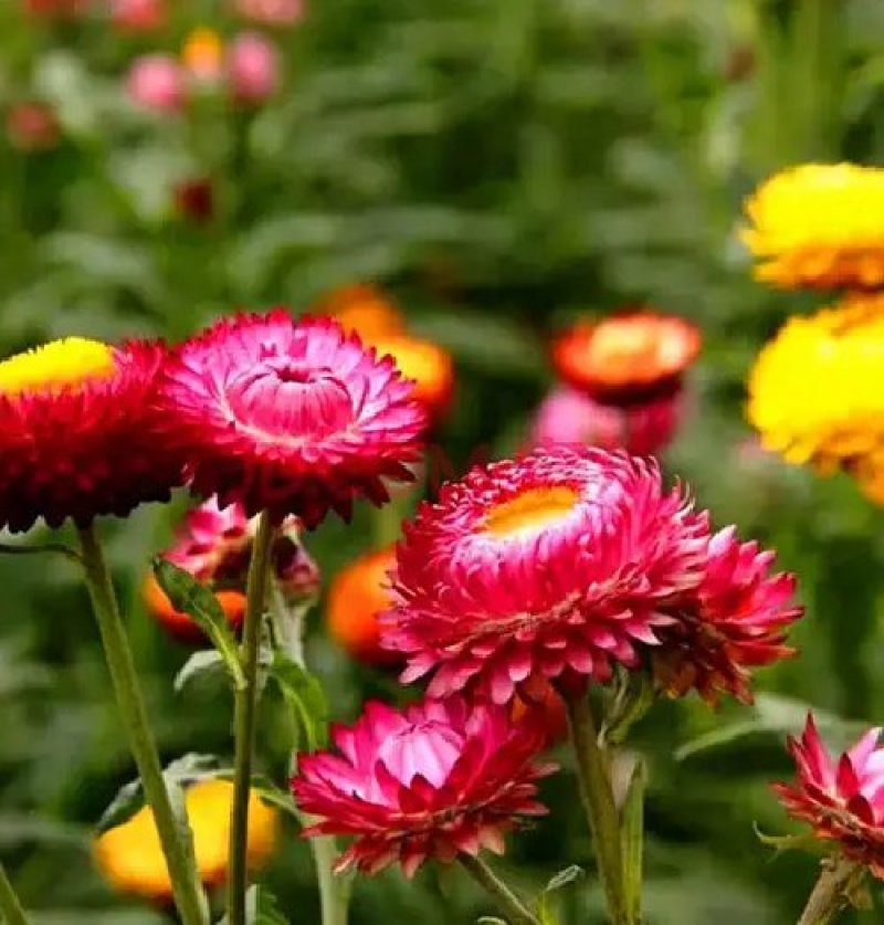 麦秆菊种子四季播菊花种子春季种蜡菊阳台庭院盆栽观赏花卉易