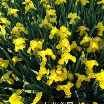 辽宁鞍山基地销售各种鸢尾，有黄花鸢尾，蓝花鸢尾，紫花鸢尾