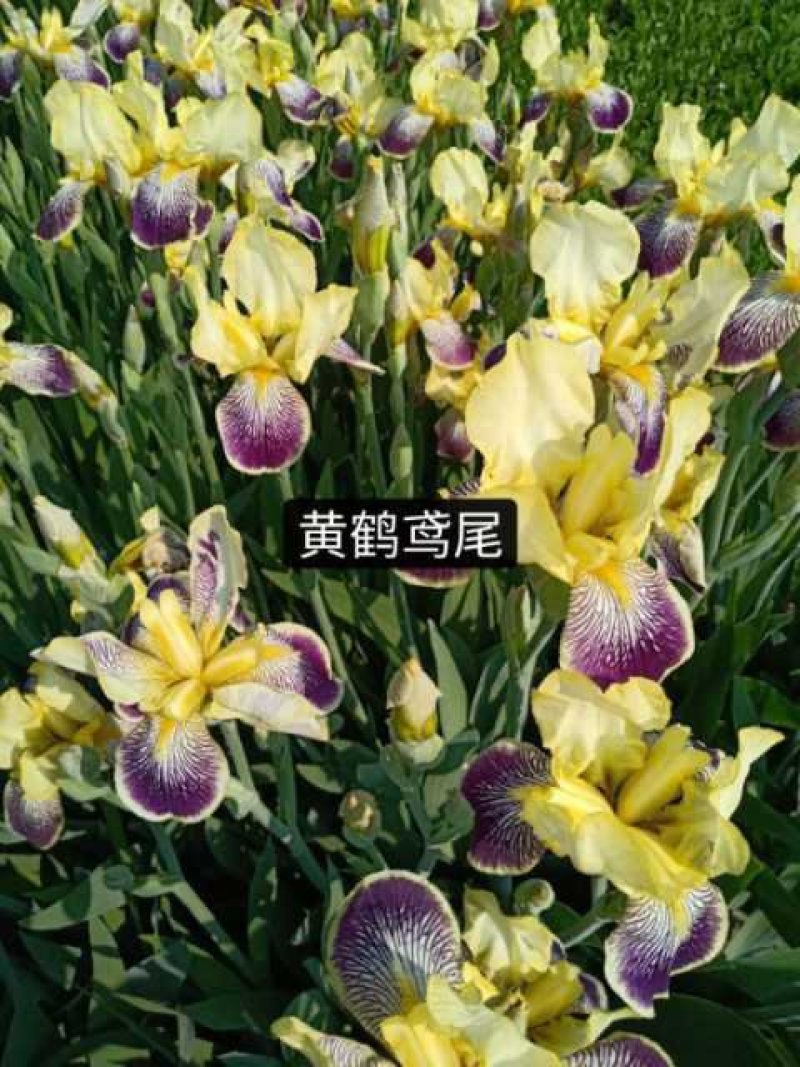 辽宁鞍山基地销售各种鸢尾，有黄花鸢尾，蓝花鸢尾，紫花鸢尾