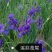 辽宁鞍山基地销售各种鸢尾，有黄花鸢尾，蓝花鸢尾，紫花鸢尾