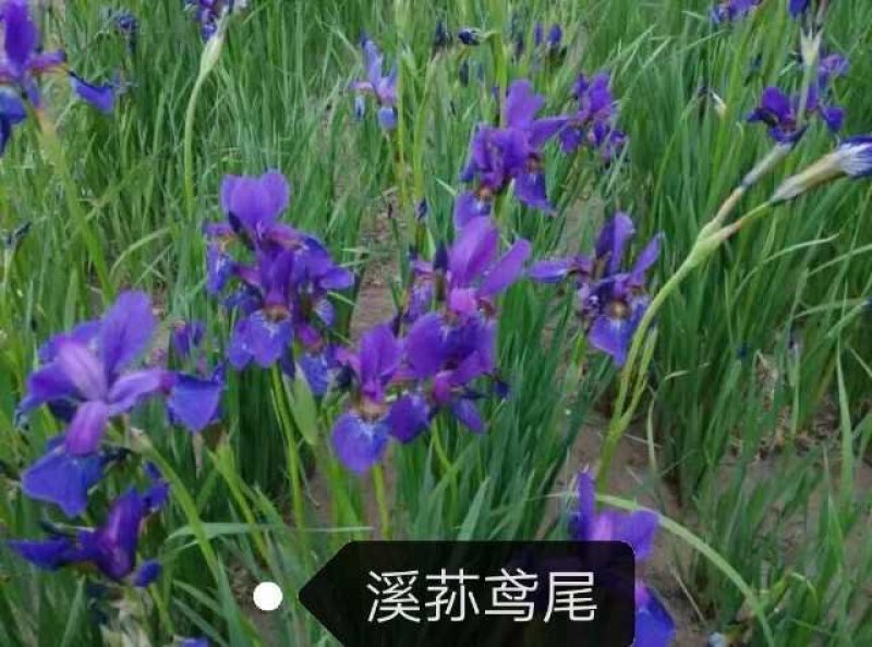 辽宁鞍山基地销售各种鸢尾，有黄花鸢尾，蓝花鸢尾，紫花鸢尾
