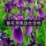 辽宁鞍山基地销售各种鸢尾，有黄花鸢尾，蓝花鸢尾，紫花鸢尾