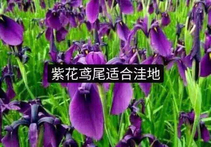 辽宁鞍山基地销售各种鸢尾，有黄花鸢尾，蓝花鸢尾，紫花鸢尾