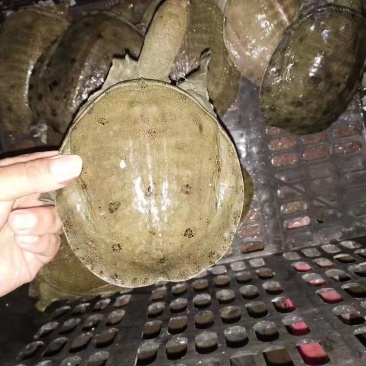 中华甲鱼苗4-6两14.6元一只顺丰包邮收货包活