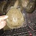中华甲鱼苗4-6两14.6元一只顺丰包邮收货包活