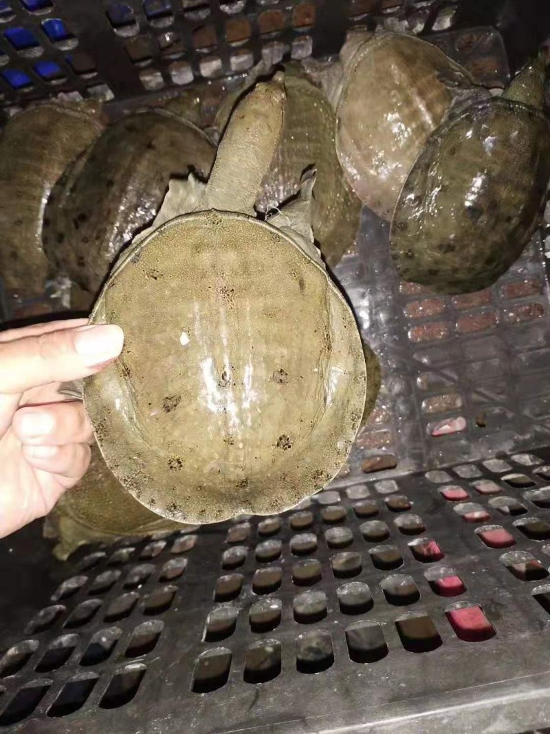 中华甲鱼苗4-6两14.6元一只顺丰包邮收货包活