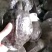 中华甲鱼苗4-6两14.6元一只顺丰包邮收货包活