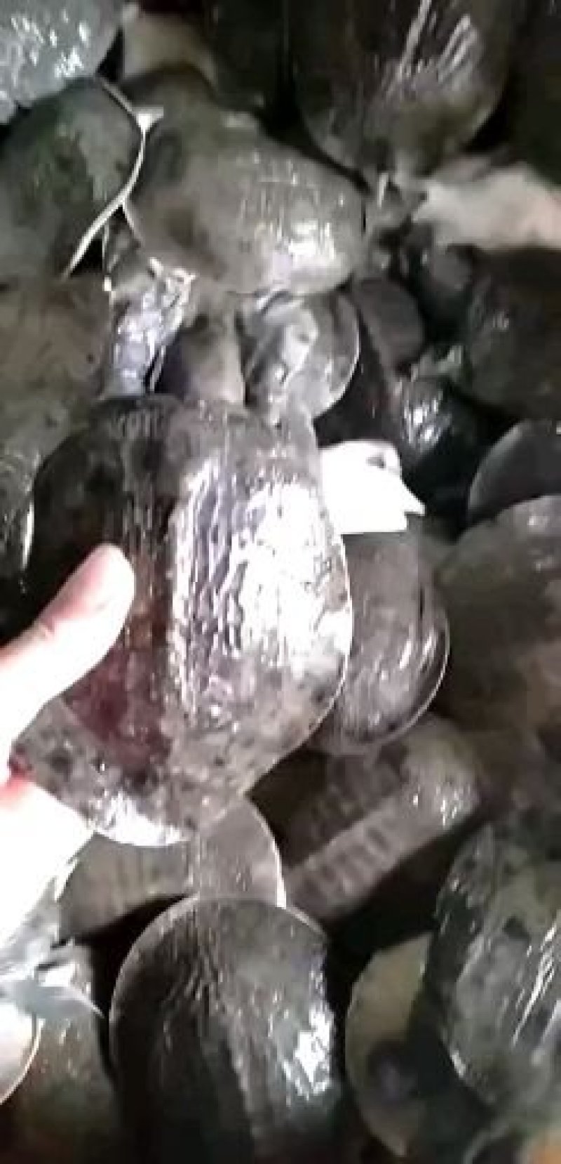 中华甲鱼苗4-6两14.6元一只顺丰包邮收货包活