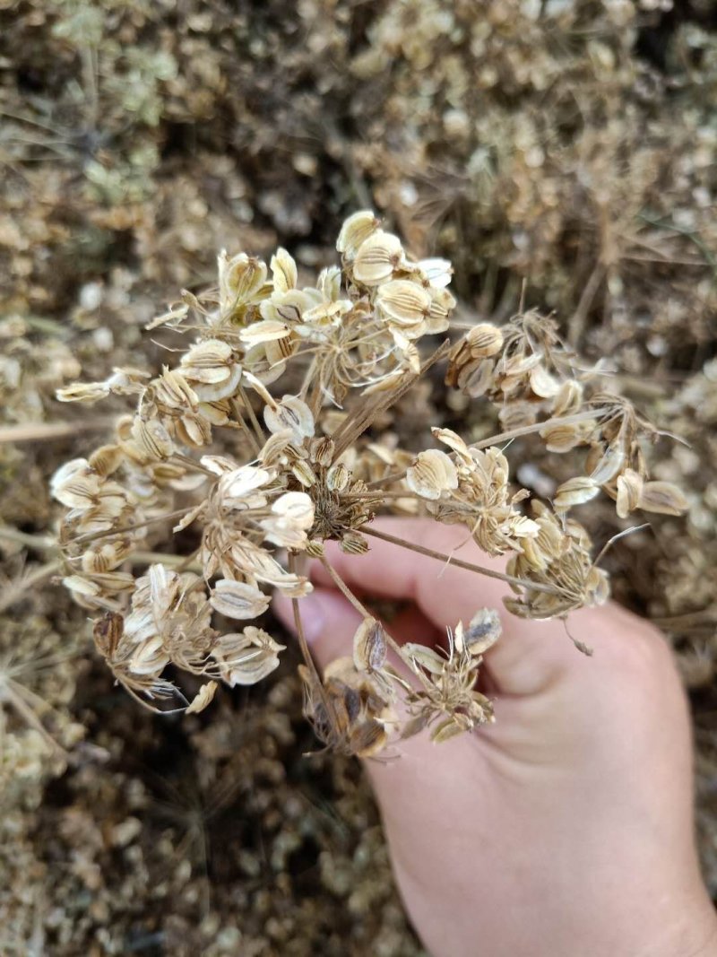白芷种子纯新川白芷籽改良白芷提供技术支持