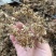 白芷种子纯新川白芷籽改良白芷提供技术支持