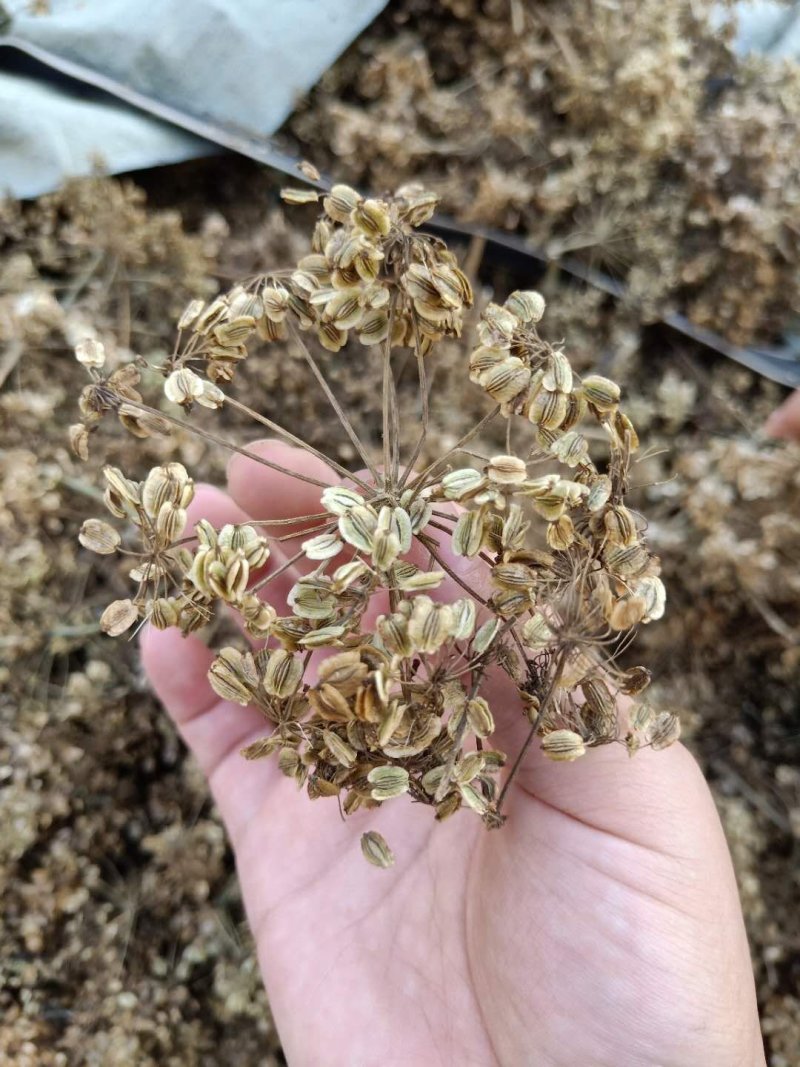 白芷种子纯新川白芷籽改良白芷提供技术支持