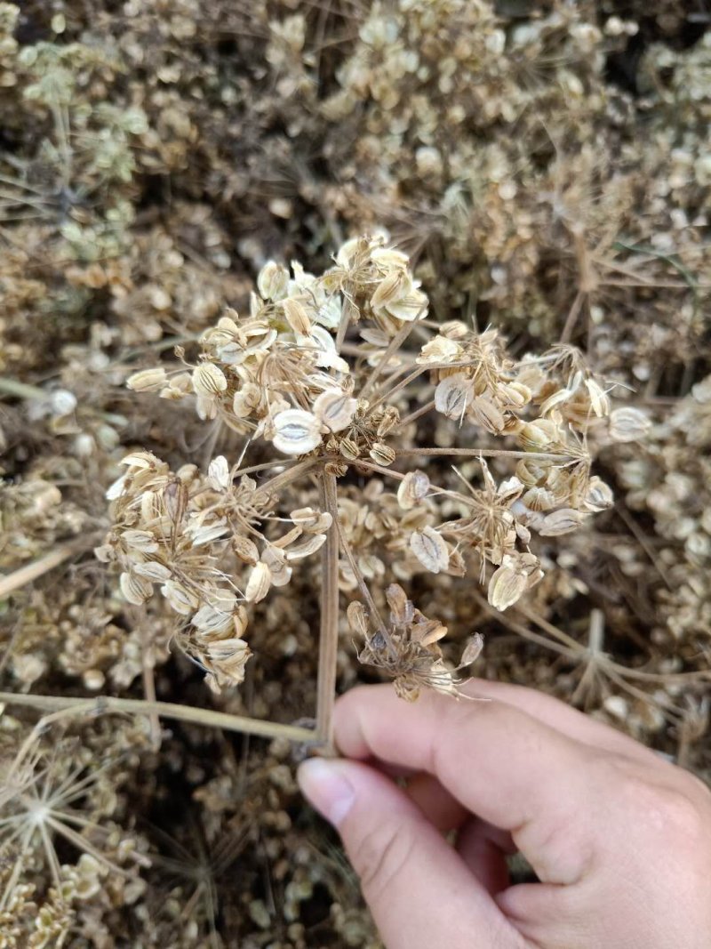 白芷种子纯新川白芷籽改良白芷提供技术支持