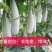 【实力】羊角蜜甜瓜，博洋，山东甜瓜承接电商九支持全国发货