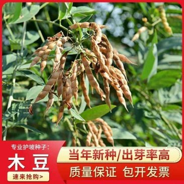 木豆种子