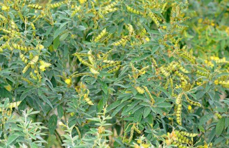 木豆种子
