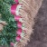 山东大叶香菜优质香菜大量上市中，标准25-30公高