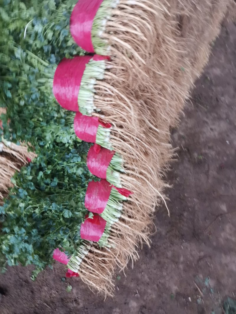 山东大叶香菜优质香菜大量上市中，标准25-30公高