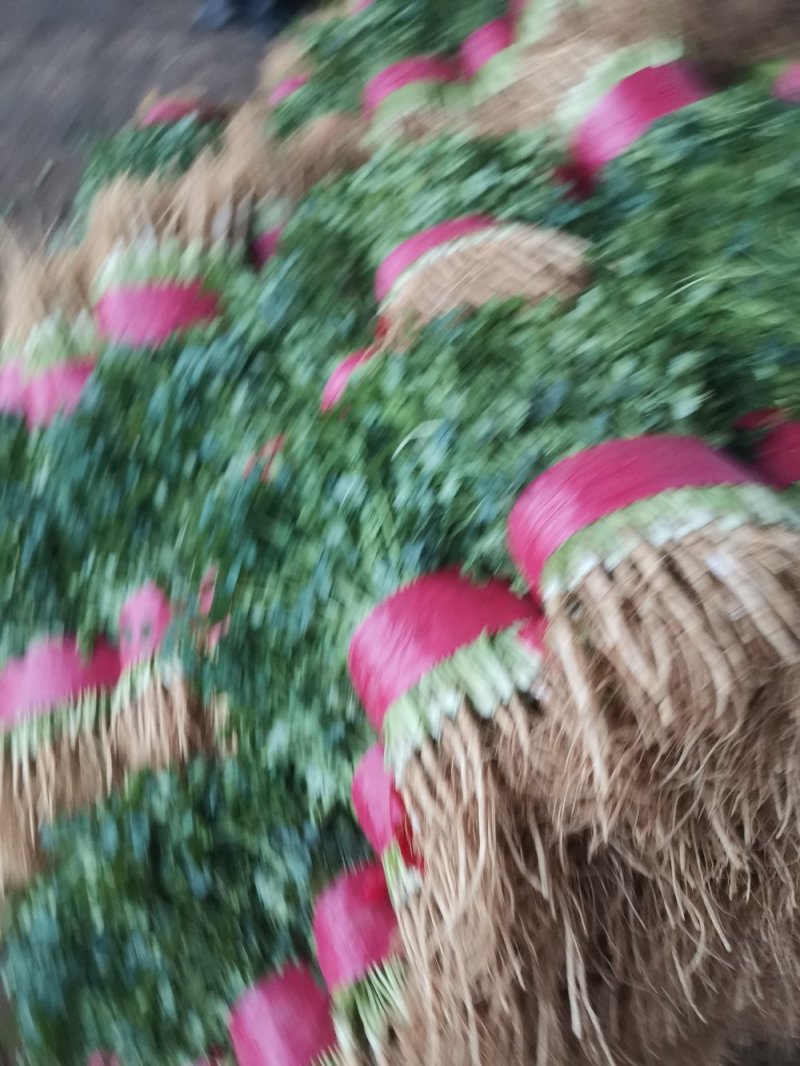 山东大叶香菜优质香菜大量上市中，标准25-30公高