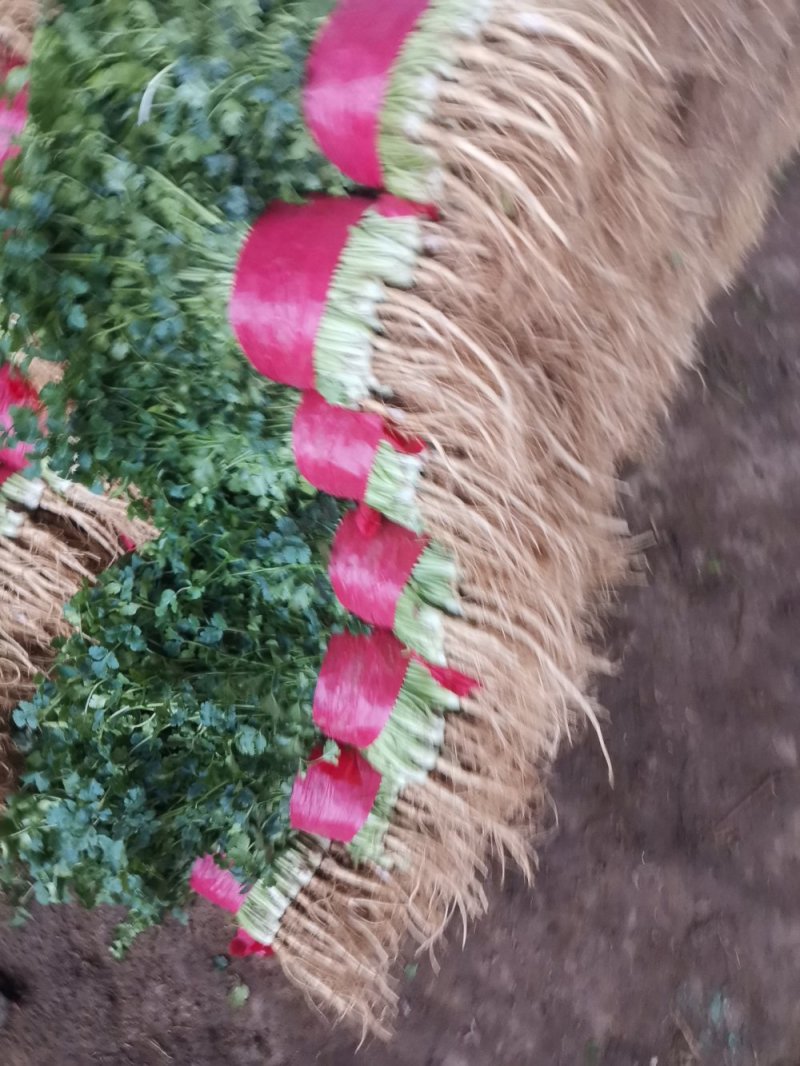 山东大叶香菜优质香菜大量上市中，标准25-30公高