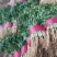 山东大叶香菜优质香菜大量上市中，标准25-30公高