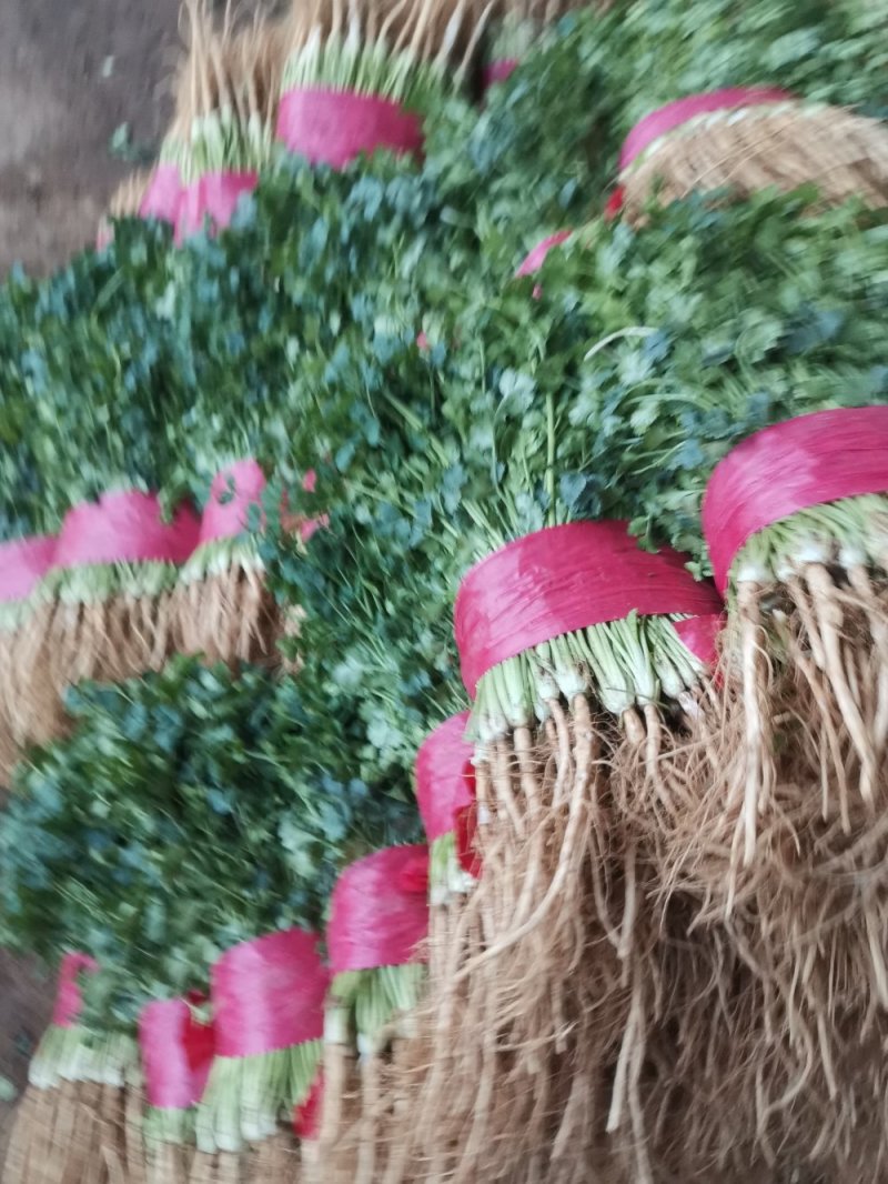 山东大叶香菜优质香菜大量上市中，标准25-30公高