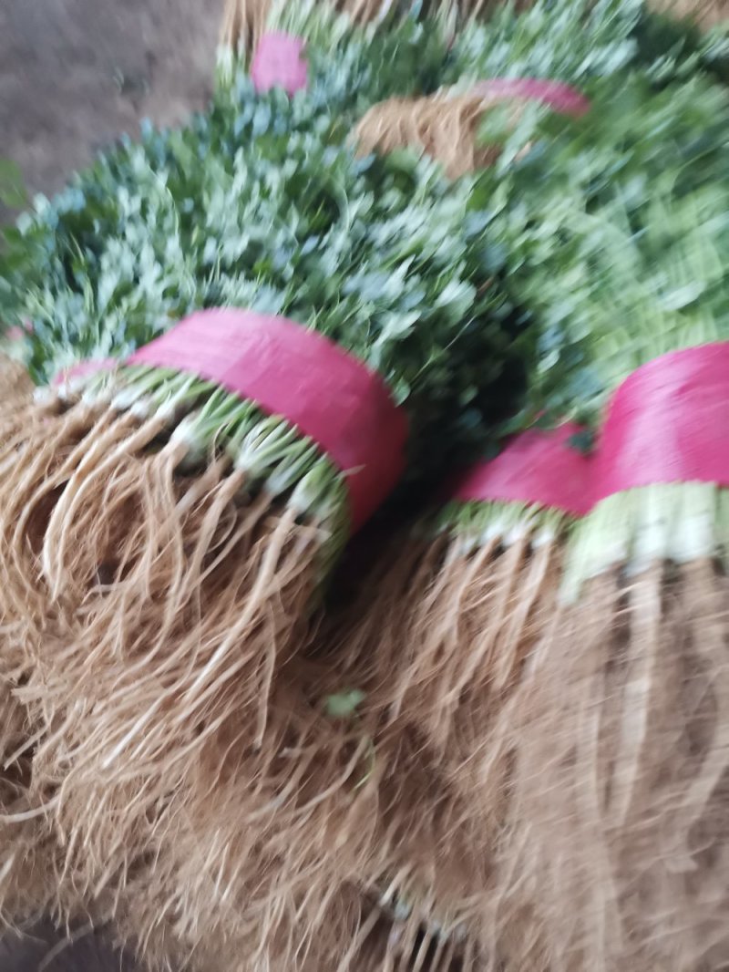 山东大叶香菜优质香菜大量上市中，标准25-30公高