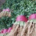 山东大叶香菜优质香菜大量上市中，标准25-30公高