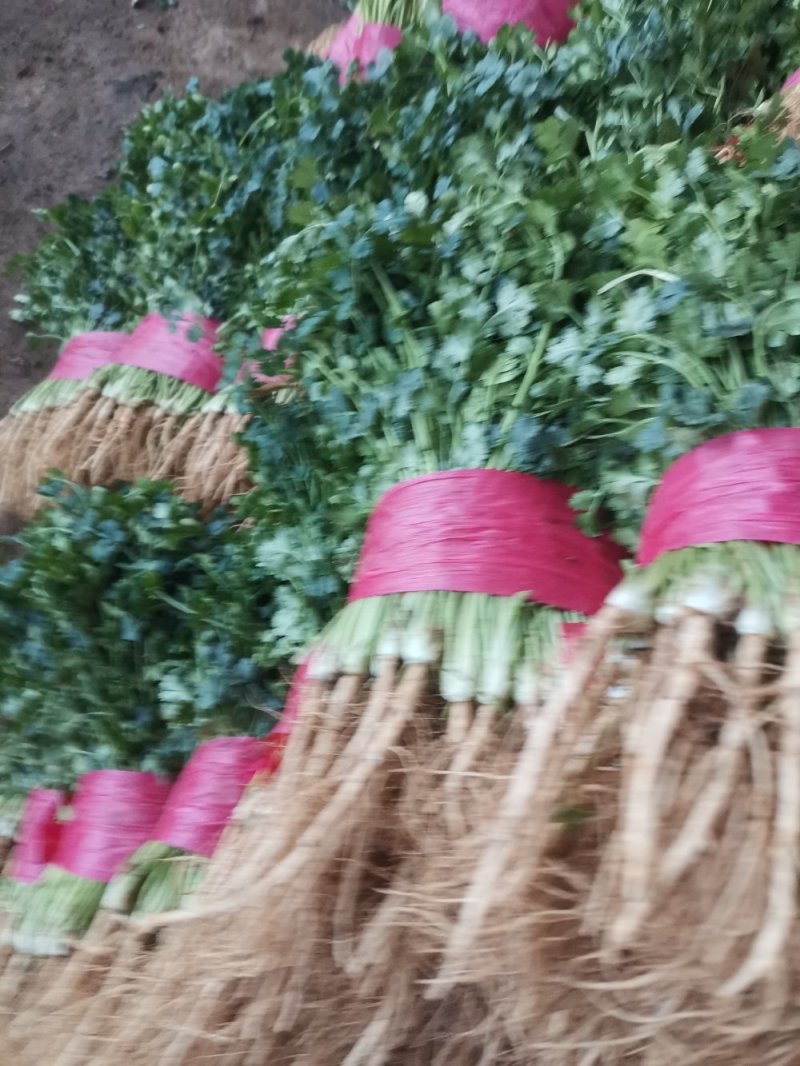 山东大叶香菜优质香菜大量上市中，标准25-30公高