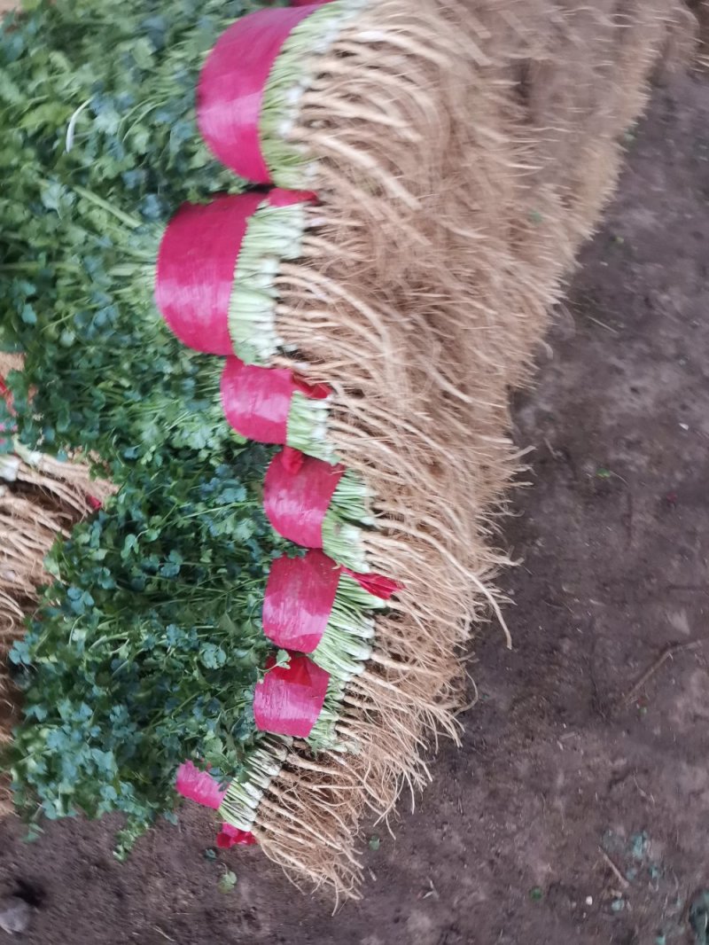 山东大叶香菜优质香菜大量上市中，标准25-30公高