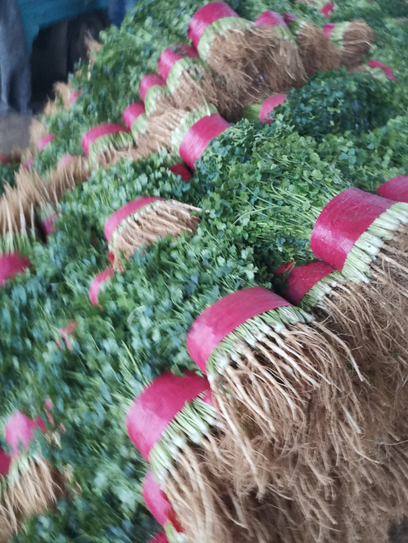 山东大叶香菜优质香菜大量上市中，标准25-30公高