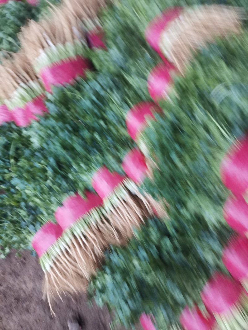 山东大叶香菜优质香菜大量上市中，标准25-30公高