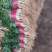 山东大叶香菜优质香菜大量上市中，标准25-30公高